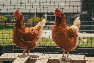 Box Elder City Council recommends City draft ordinance to allow urban chickens