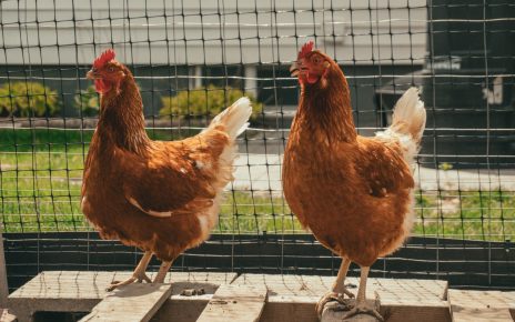 Box Elder City Council recommends City draft ordinance to allow urban chickens