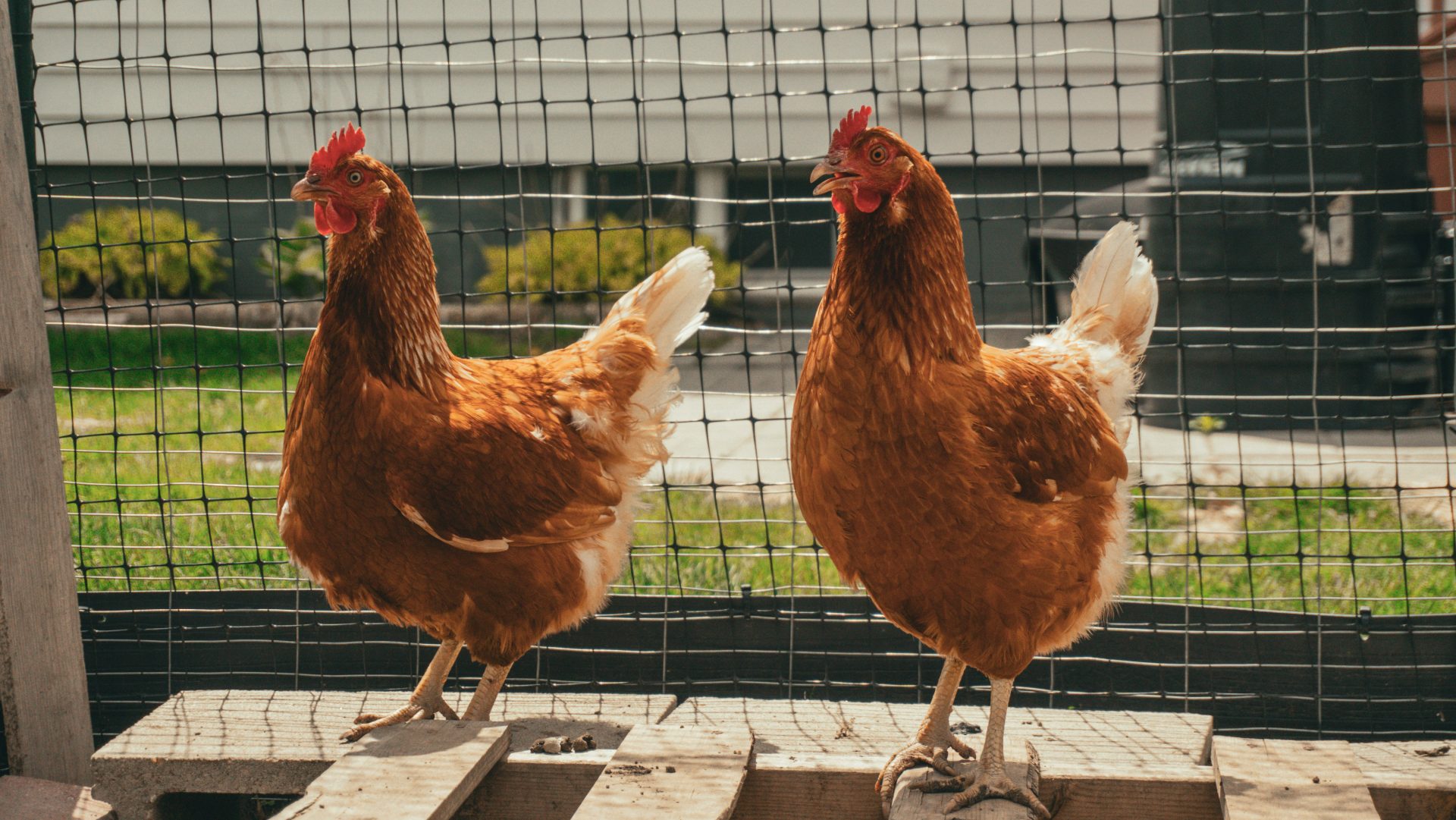 Box Elder City Council recommends City draft ordinance to allow urban chickens