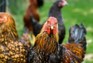Chicken ordinance drafts on committee agenda