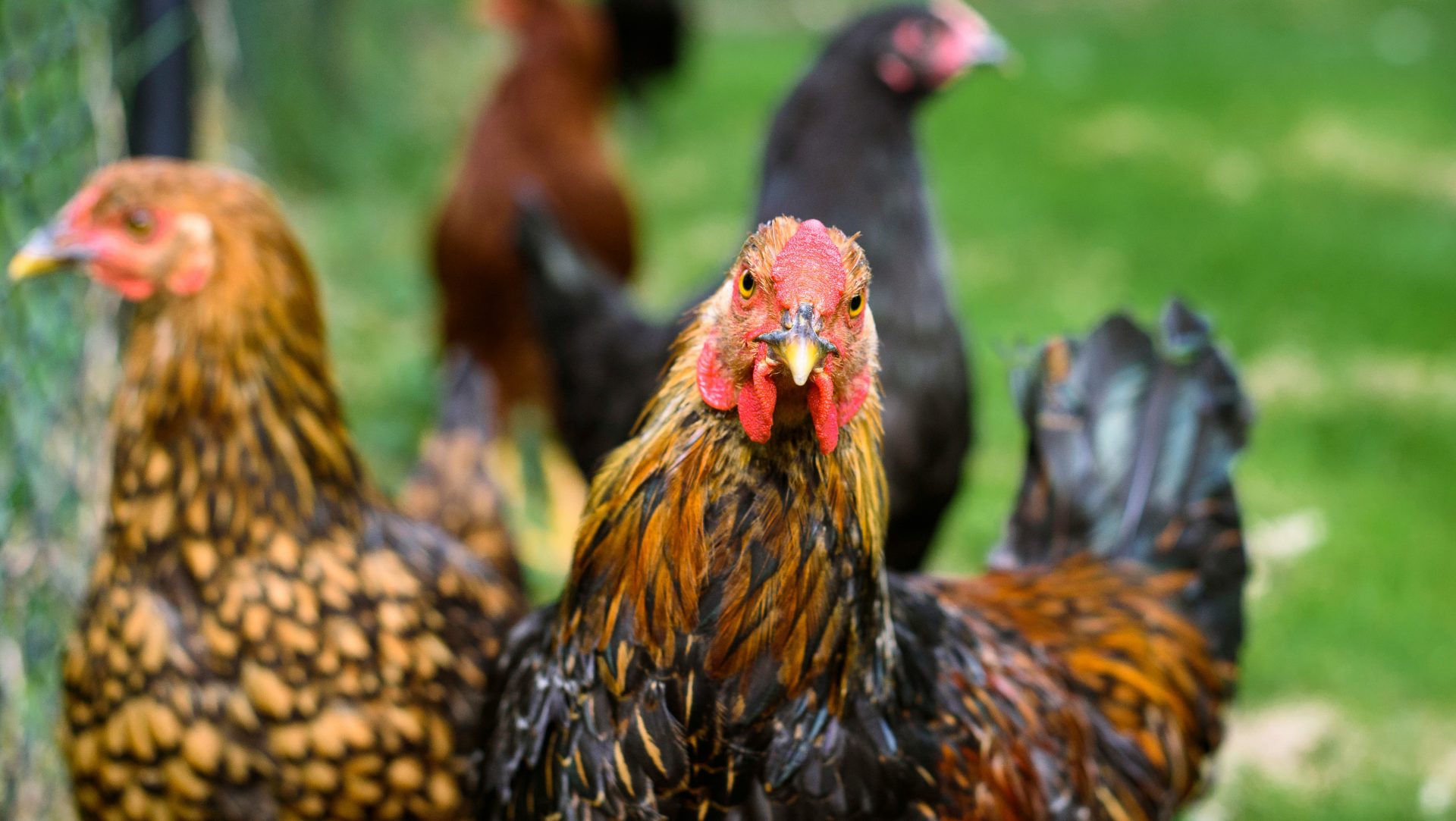 Chicken ordinance drafts on committee agenda