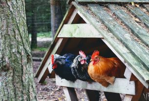 City staff presents proposed options for chicken ordinance