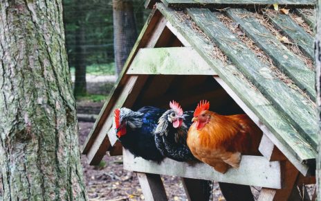 City staff presents proposed options for chicken ordinance