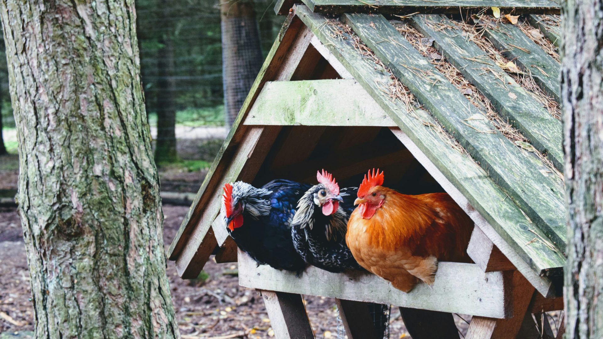City staff presents proposed options for chicken ordinance